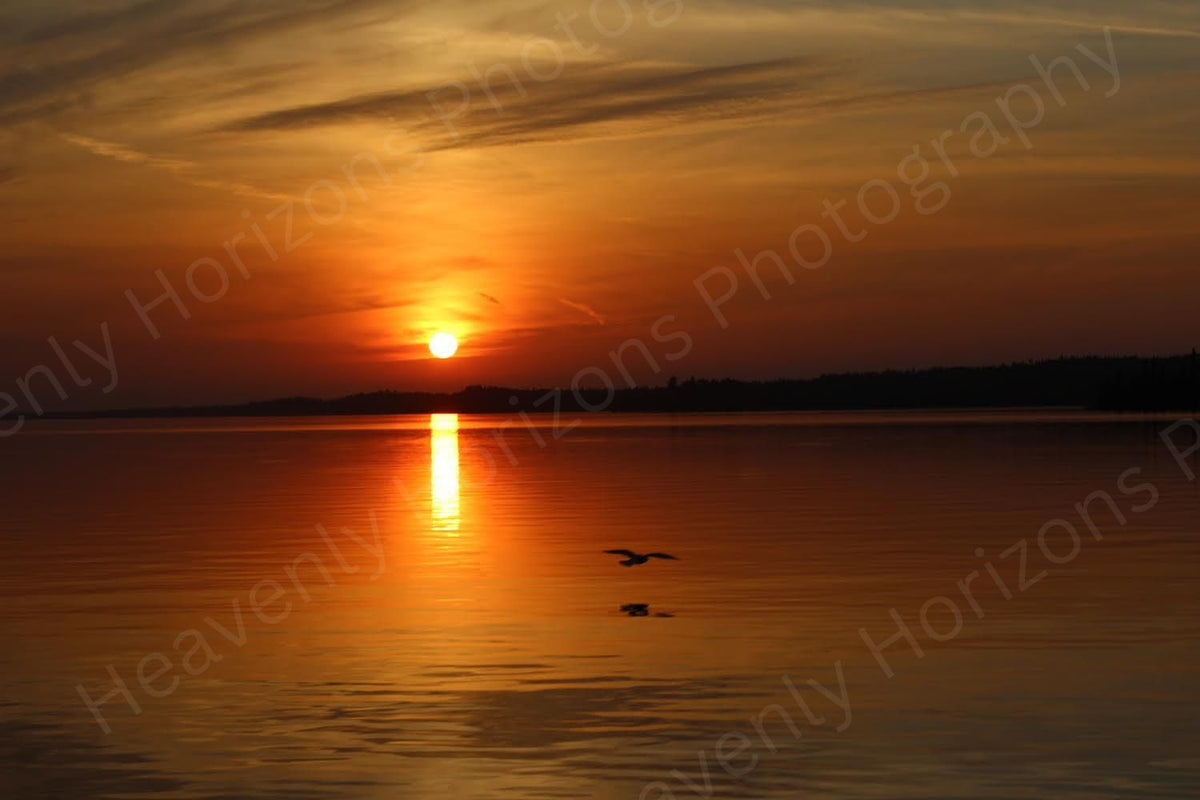 Sunset Over Calm Water with Bird - Photographic Wall Art Poster