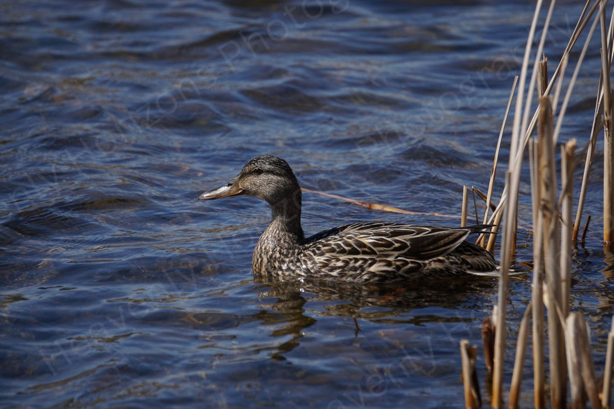 Female Mallard Duck Pond — Wildlife Nature Wall Art Poster