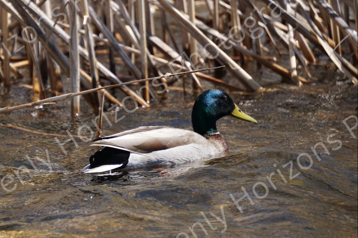 Mallard Duck Pond — Wildlife Nature Wall Art Poster