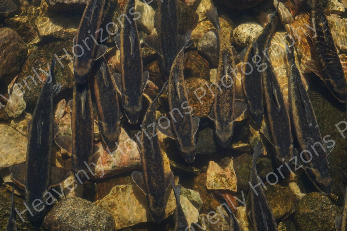 River Stones and Sucker Fish – Nature Photography Wall Art Poster