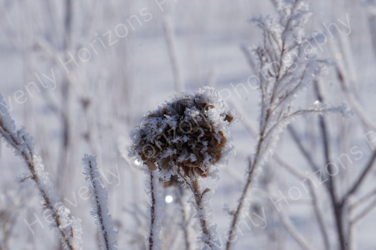 Winter Frost Botanical — Dried Flower Nature Wall Art Poster