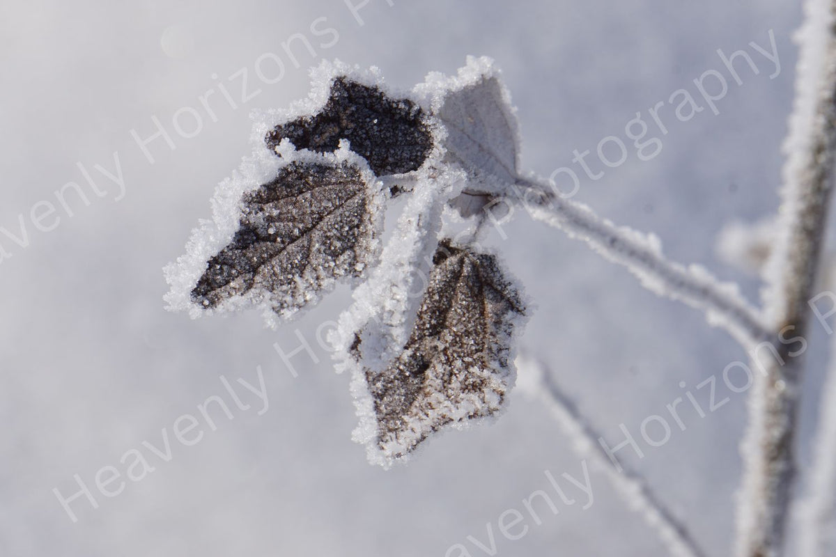 Winter Hoar Frost — Frosted Leaf Nature Wall Art Poster