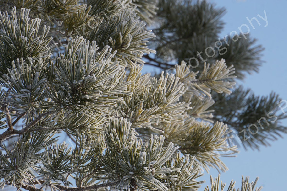 Frosted Pine Branch – Winter Nature Wall Art Poster