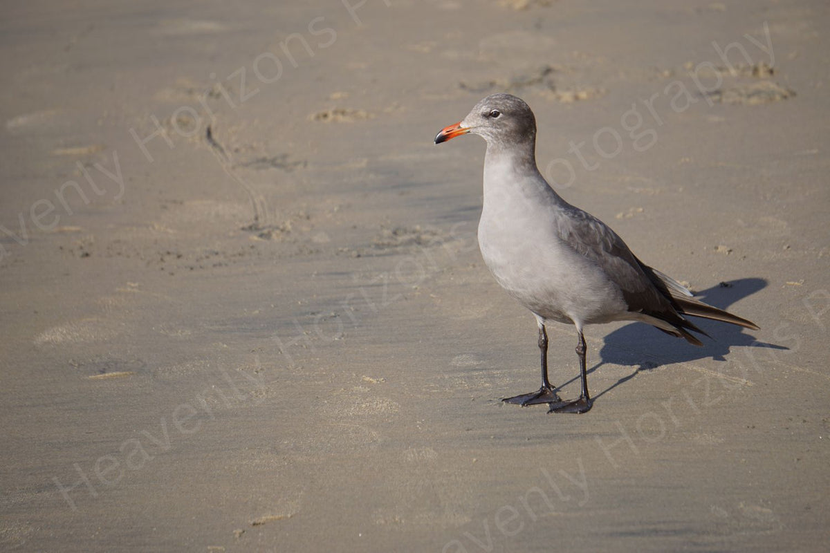 Heermann's Gull — Coastal Wall Art Poster
