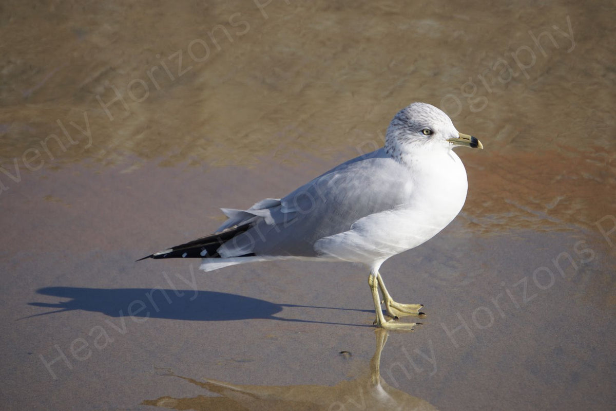 Ring-Billed Gull — Beach Coastal Wall Art Poster
