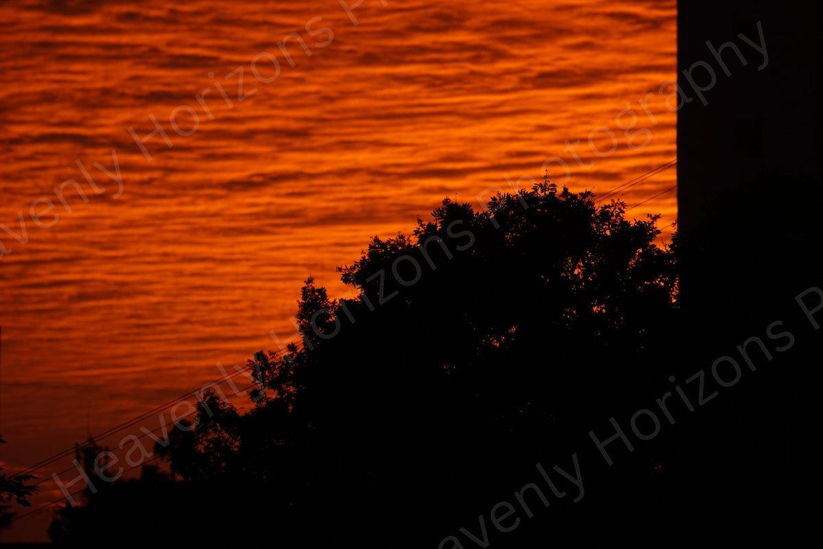 Sunset Tree Silhouette — Vibrant Orange Skyline Wall Art Poster