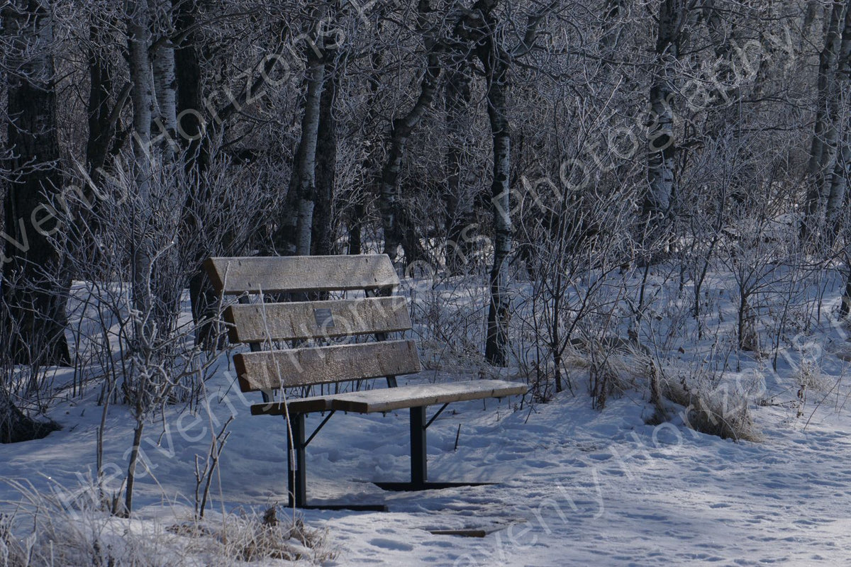 Winter Park Bench - Snowy Forest Landscape Poster