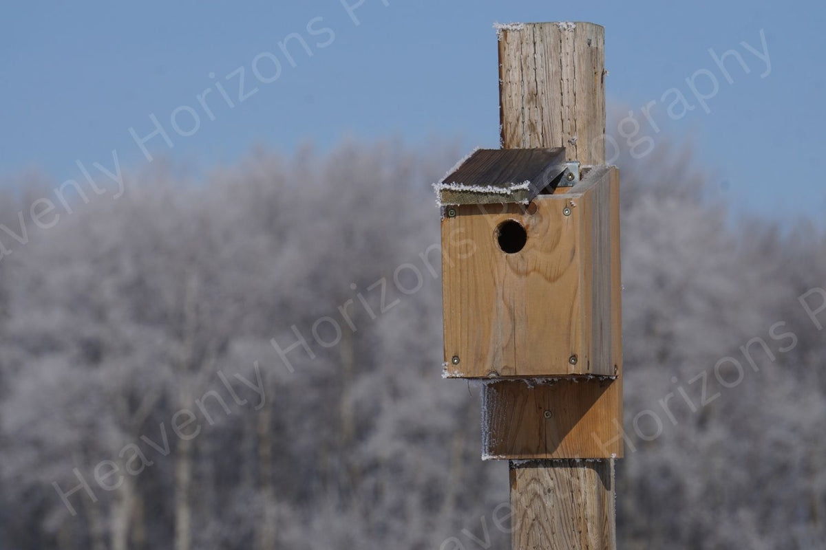 Winter Birdhouse Photography — Rustic Wooden Nest Box Wall Art Poster